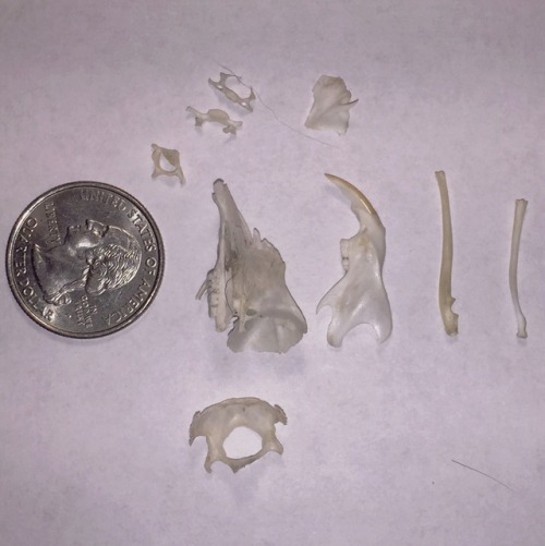 courageinthefaceofdeath:i found these bones in georgia a few years ago, does anybody know what they’