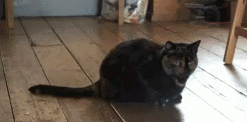 hale-to-the-queen:qweety:urbanmongoose:Normal cats shake their butt when they’re about to pounce on 