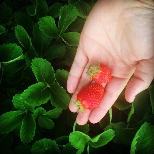 Wild strawberries! #delicious #latergram #jacksonhole