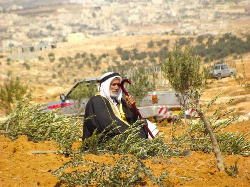 momo33me: 48 young olive trees destroyed in South Hebron Hills October 3, 2013 At Tuwani - This morn