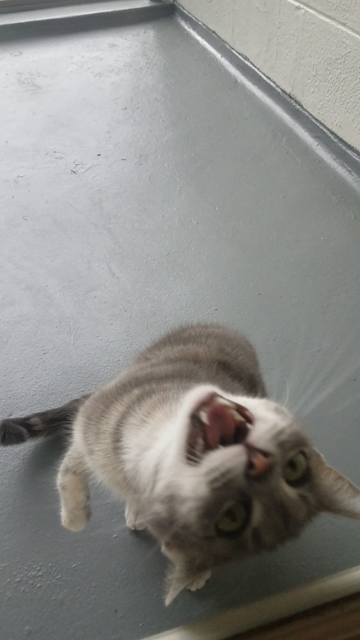 boomerangjr: “Aaaaaaaa!!!!”  – Grayson :D