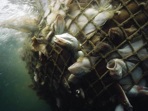 veganmovement2012:People prefer to believe that fish do not feel pain but they very much do. Increas