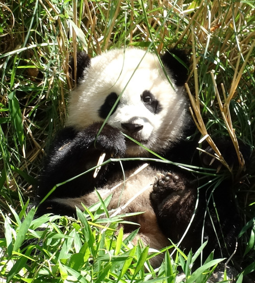 Porn Pics giantpandaphotos:  Bao Bao at the National