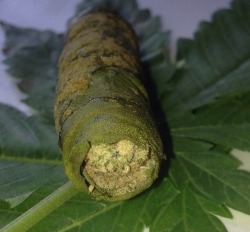 Bluntrollerandsmoker:  This Bad Boy Has A Half Ounce Of Some Og And Sour Bud 4 Grams