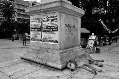 communistswithdogs: Loukanikos the Greek riot dog, forever hounding the police and accompanying