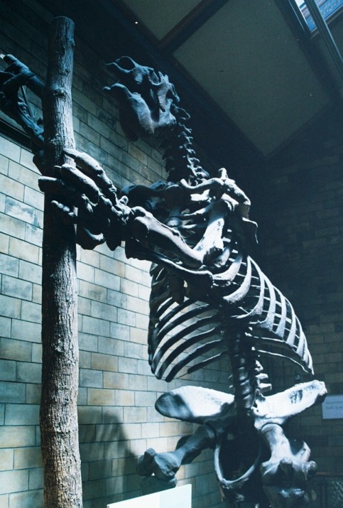 photos-from-silver:Giant ground sloth, Natural History Museum-Summer 2018