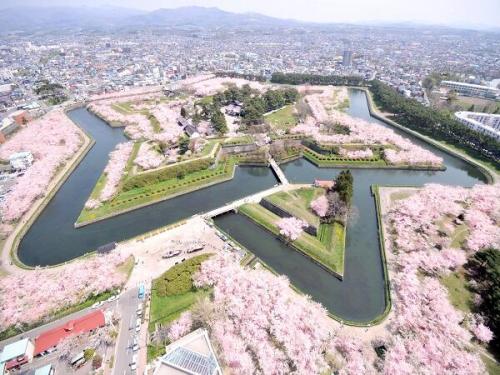 tokio-fujita:Sakura full bloom in Goryokaku, Hakodate.Goryokaku was the last fortress of Shogunate a