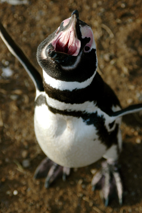 smol penguin throwing a huge tantrum