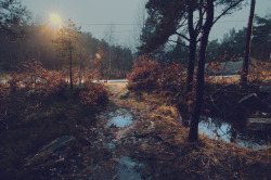 englishsnow:  { autumn evenings } 