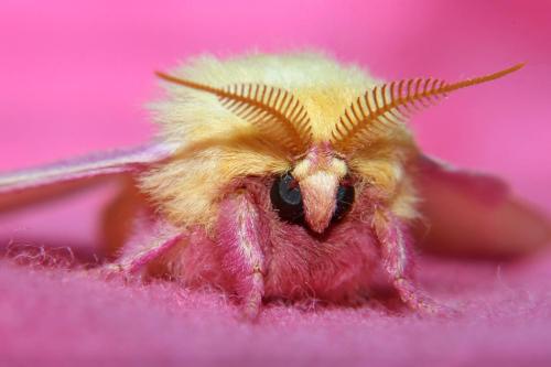 sitarmuffin: So I just learned about Dryocampa rubicunda, or the Rosy Maple Moth. Saw one of these a