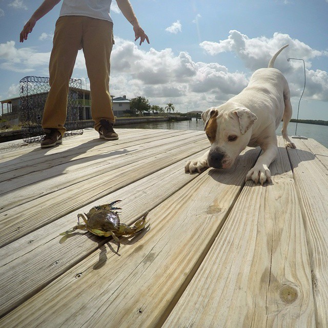 awwww-cute:Dockside Showdown