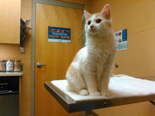 carlosvlstr:  First vet appointment