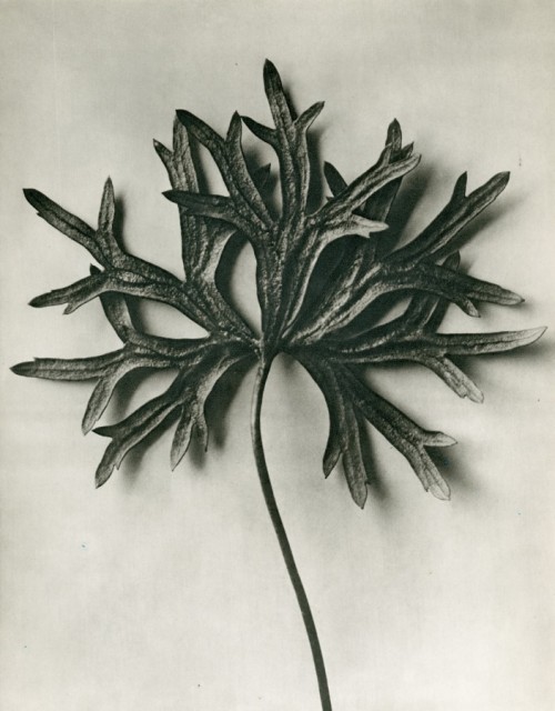 nobrashfestivity:Karl Blossfeldt, Aconitum Anthora (Monkshood), Late 1920′s