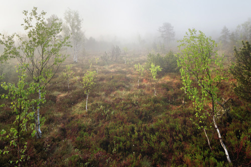 Moor in Bavarian Forest (Sumava National Park)  / by Kilian Schönberger KilianSchoenberger