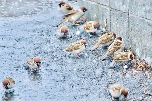 10 February 2022. Sparrows having fun in the snow in Tokyo, Japan