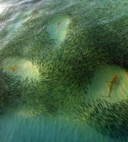 School is in session (Blacktip Reef Sharks