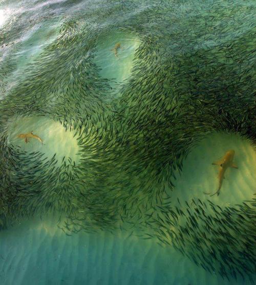 School is in session (Blacktip Reef Sharks hunting sardines)