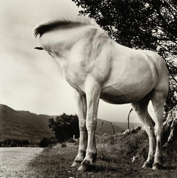 realityayslum:  Alen MacWeeney - White Horse, Donegal, Ireland, 1965-1966. … via