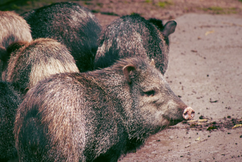 Honestly javelina are so underrated they’re so dang cute! Just look at their lil snoot