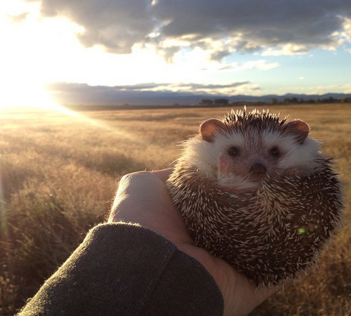 letsmakeloaf:  wonderous-world:  Biddy is a 2-year old male African Pygmy hedgehog who goes on amazing adventures with the help of his people parents Thomas and Toni. He goes all over the place and if you want to see more of him and his travels check