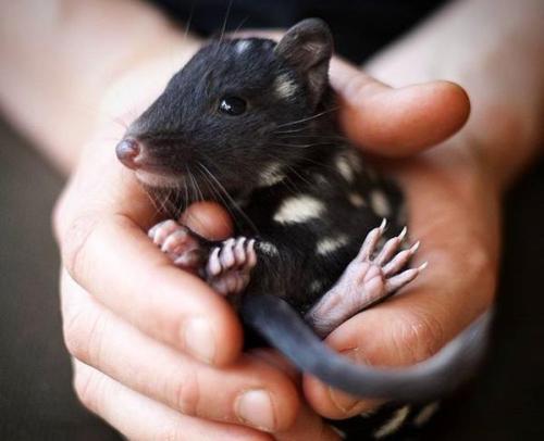 cuteness–overload:The very rare Black Eastern QuollSource: bit.ly/2xojHY2