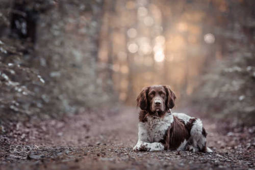 handsomedogs:  elfmet | Little Carlo in the big forest