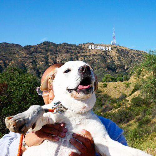 n1ghtwanderer:  Thomas Neil Rodriguez may be the best dog owner ever. When vets told him his elderly dog Poh, a pitbull-lab mix he adopted in 1999, had just days to live, the New York-born Rodriguez and his fiancée decided to take the mutt on an epic