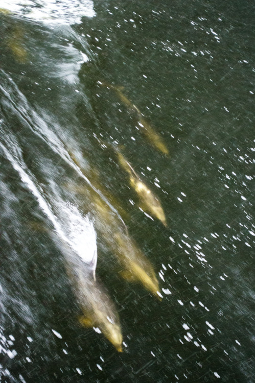 Blurry dolphins chasing the boat at Milford Sound.Milford Sound, Fiordland, South Island, New Zealan