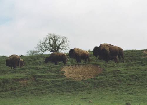 Wild(ish) buffalo, roaming the countryside of the south west United Kingdom.