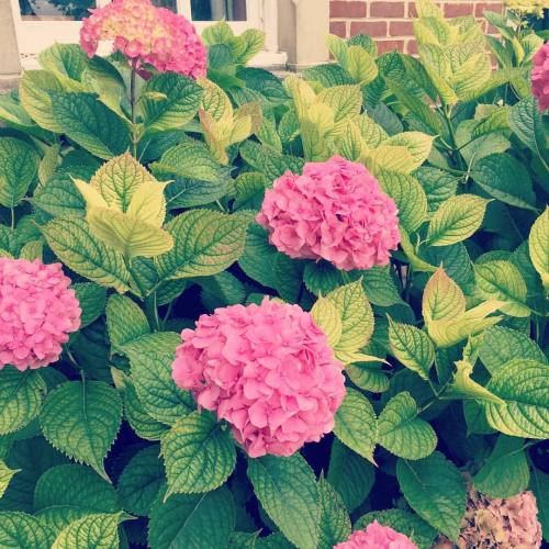 Pink and green nature. #pink #green #hydrangea #pinkhydrangea #secretweddingblog #Winchester #hamps