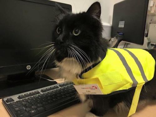 just-grasping-at-straws:catsbeaversandducks:After Five Years of Service, this Kitty Got a Much Deser