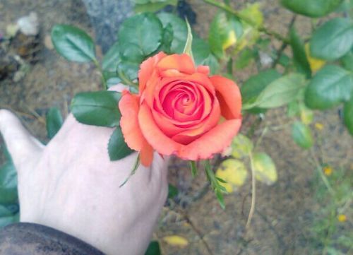 mydarkangel2pls:  babygirl2himalways:  christinered:  The roses in my flower garden don’t seem to realize it’s December… Beautiful Peach Rose   So pretty!  @hptals  Blossoming Petals 😇😈