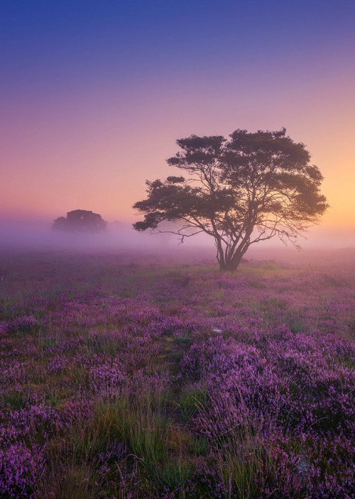 coiour-my-world:Mystery Morning ~ Albert Dros