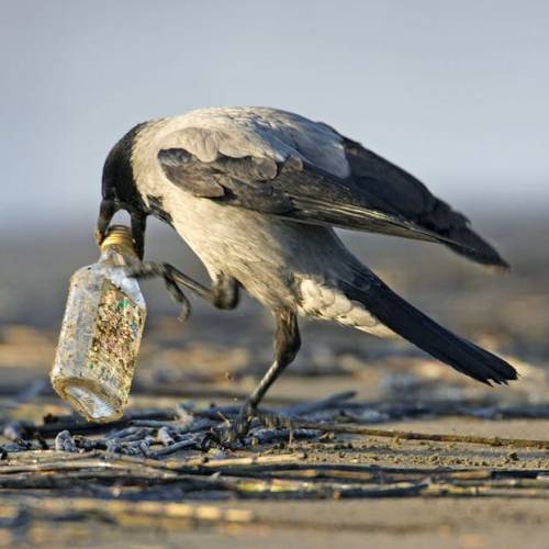 ainawgsd:Hooded CrowThe hooded crow, with its contrasted greys and blacks, cannot be confused with e