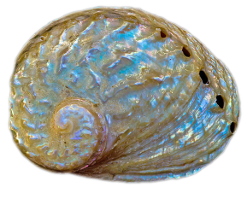 Abalone Shell