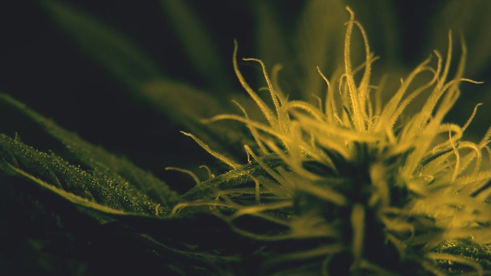 Nice hd weed shot of a growing medical marijuana plant