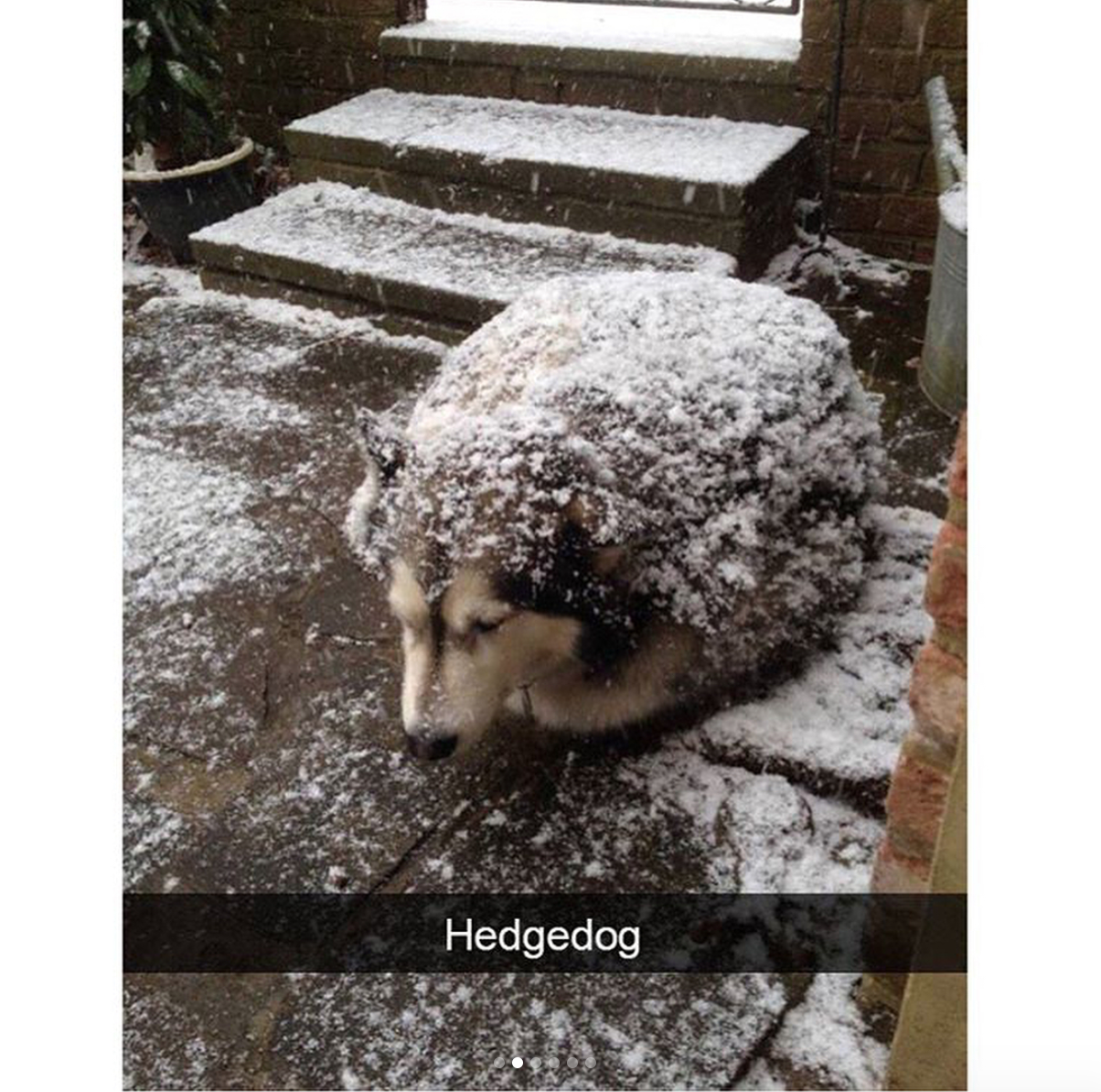 babyanimalgifs: Animal snaps x3 &lt;3