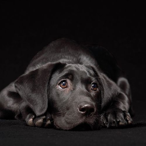 I always love a shiny black puppy in the studio. Lots of energy produces lots of poses. #dogphotogra