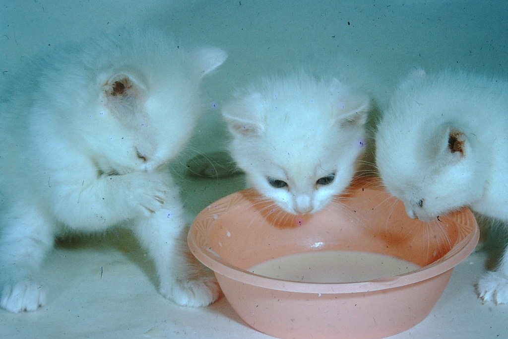 warmfuzzyphoto:Kittens and milk1956