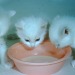 warmfuzzyphoto:Kittens and milk1956