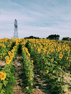 hushedhippie:Sunrise in a sunflower field is a great way to start a day🌻🌿