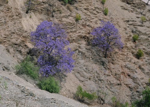 Jacaranda (Jacaranda spp.), Hillside, Road Between Sucre and Potosí, Bolivia, Spring (Southern Hemis