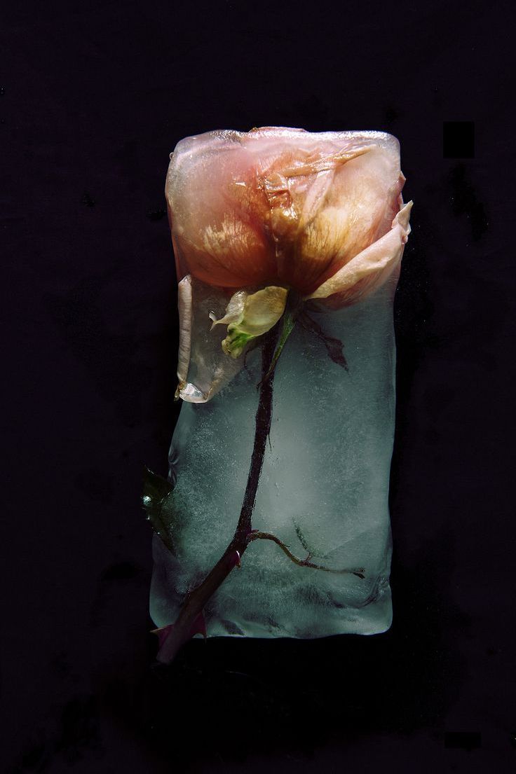 ronbeckdesigns:  Frozen Rose | unknown 