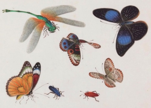 Papillons - Yoeequa (18..?-18..). Peintre  - c.1830-1840 - via Gallica 