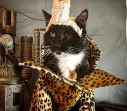 cat-cosplay:  “I don’t want one piece
