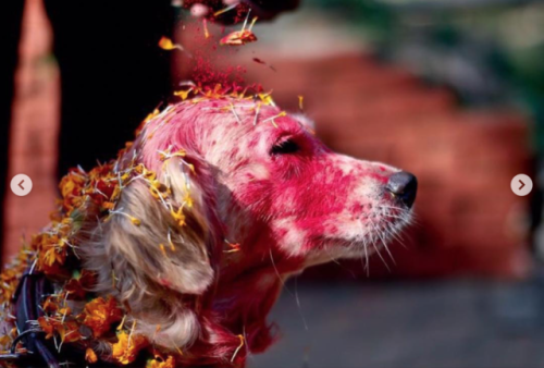 babyanimalgifs - Beautiful festival in Nepal thanks dogs for...