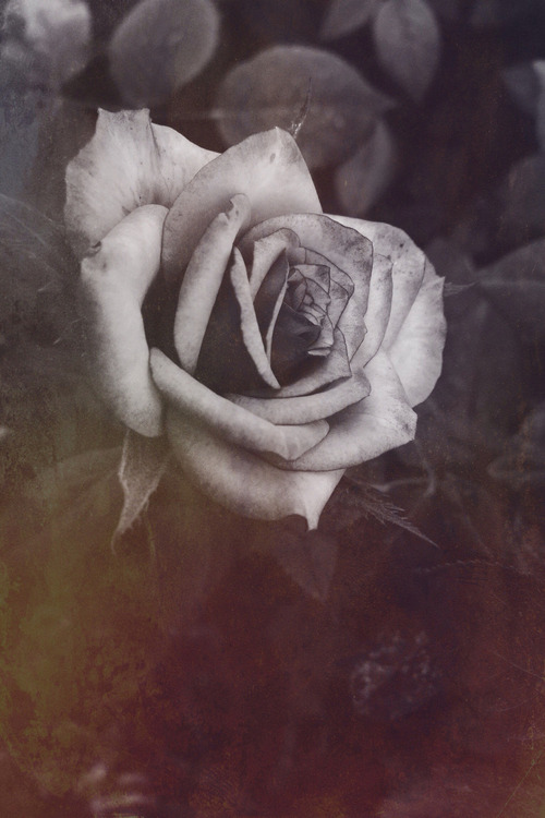 just-things-to-show:  Dark rose itt: We Heart It. 