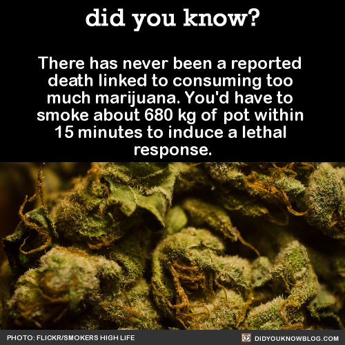 did-you-kno:  There has never been a reported death linked to consuming too much
