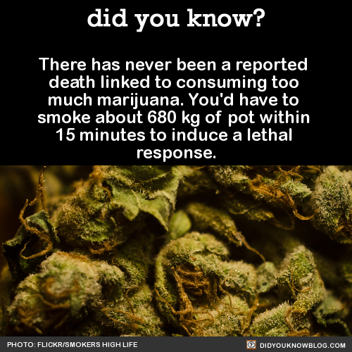 did-you-kno:  There has never been a reported death linked to consuming too much marijuana. You’d have to smoke about 680 kg of pot within 15 minutes to induce a lethal response.  Source 