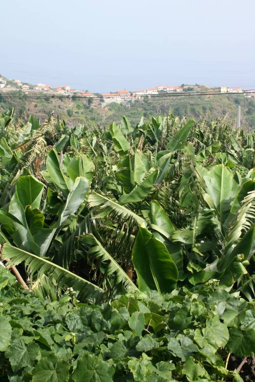guuey:  parvula:  guuey my family has a bunch of banana plants at our house in madeira :)  invite me over…..